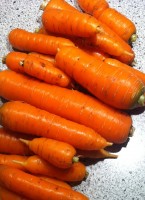 Karotten-Ertrag